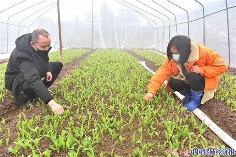 1000公斤产量玉米需氮磷钾量