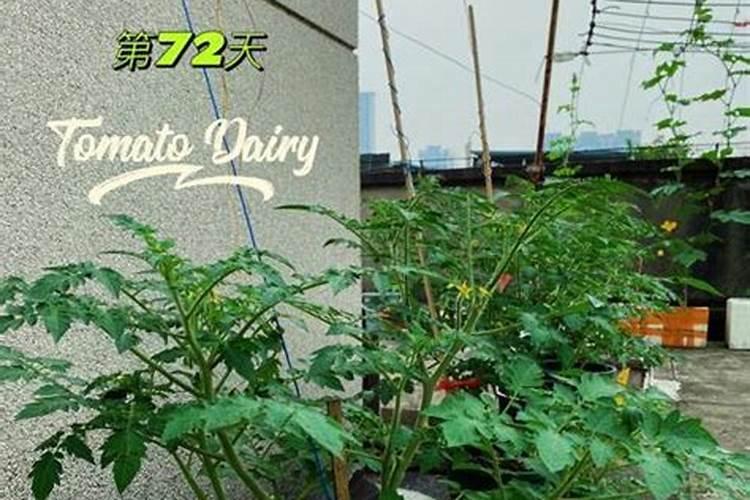 番茄一个生长期要施几次肥