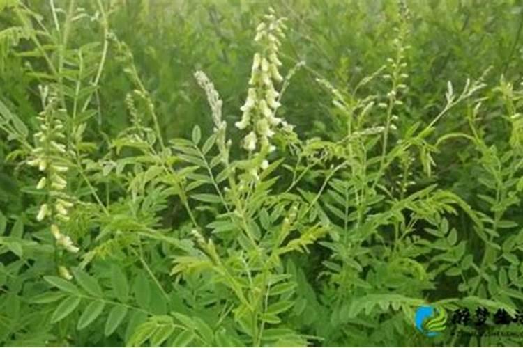苦参碱伤花吗？荔枝盛花期能用吗