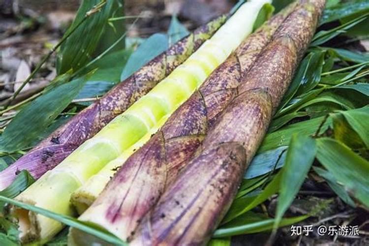 竹笋皮可以做肥料吗