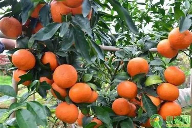 沃柑施什么肥料好？一年用多少肥合适？沃柑膨果防裂着色素用“金泰...