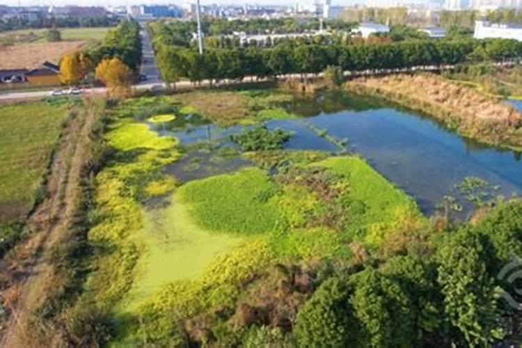 养殖塘水绿能上磷肥和鸡粪吗