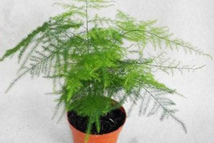 文竹施什么肥最好