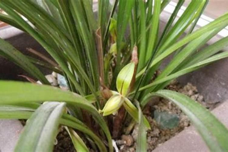 野兰花怎么养才能开花 野兰花如何养才能开花