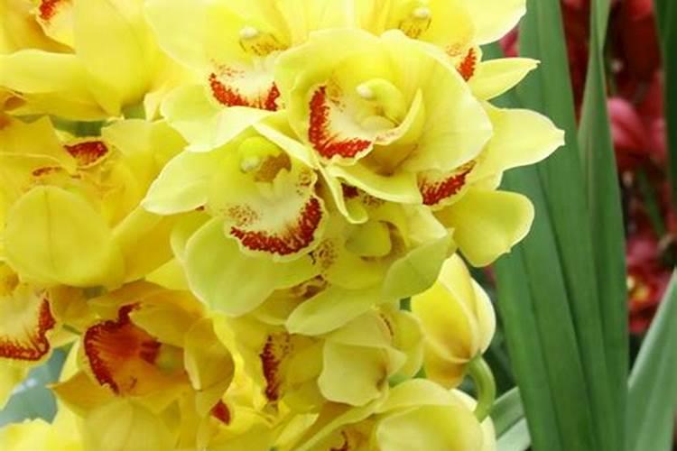 大花蕙兰怎样浇水才是合适的？