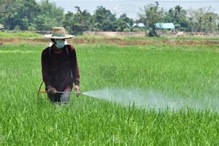 稻谷施肥最佳时间表