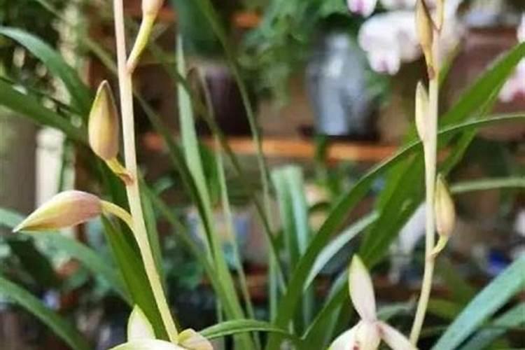 兰花专用肥有哪些