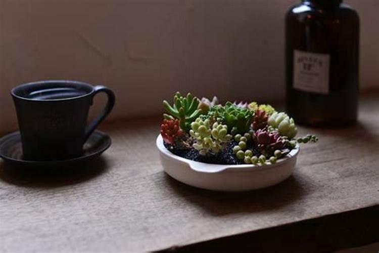 给多肉施什么肥最好