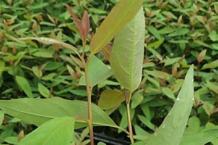 桉树施肥的正确方法