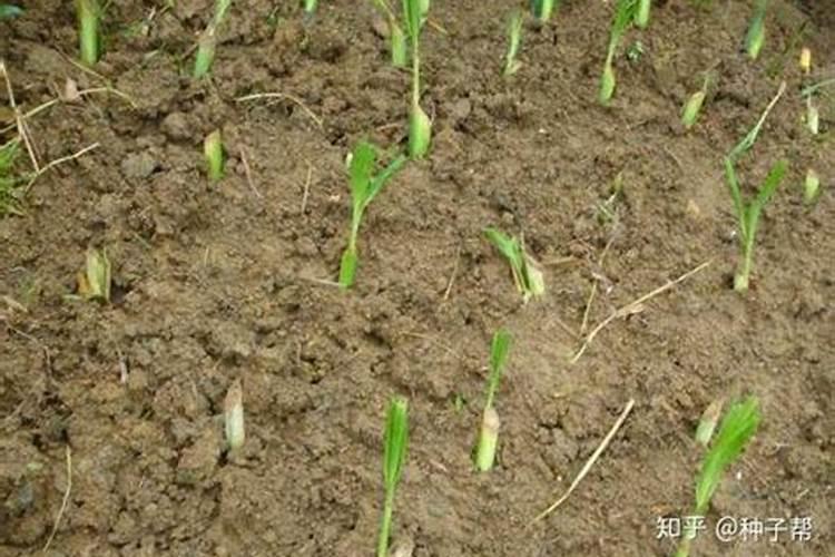 皇竹草种植技术