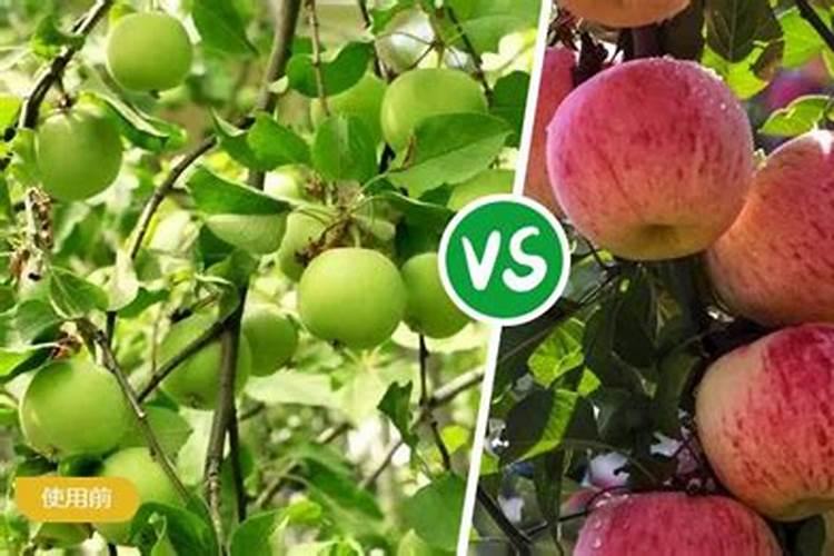 谷氨酸苹果膨大效果怎么样