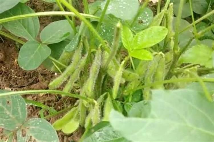 黄豆喜欢什么肥料