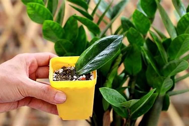 家里的棉花受到24d丁除草剂药害