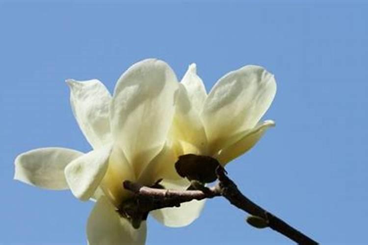 白玉兰施肥方法,用什么肥好