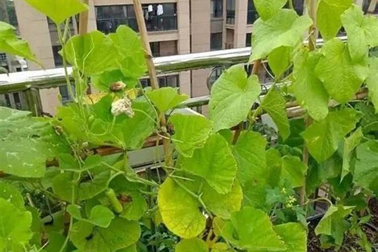 黄瓜弯瓜是什么原因,缺什么肥？