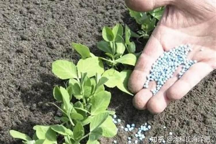 用过钙肥以后要间隔多久可以使用其他肥料？