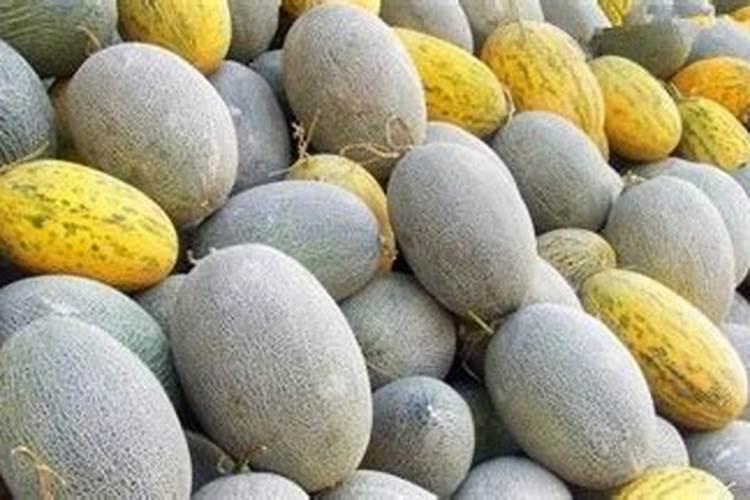 哈密瓜膨果期使用什么叶面肥好？哈密瓜膨果期怎么追肥产量高