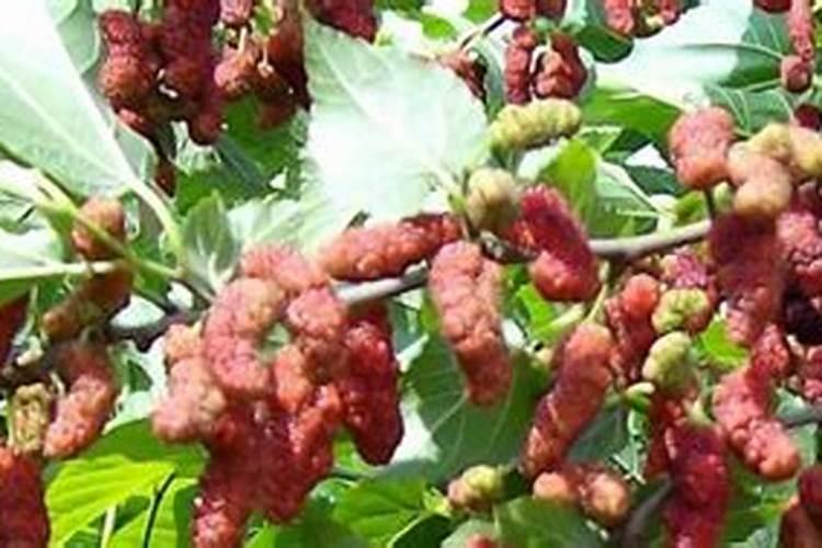 果桑的高产栽培技术「海宁长信桑苗基地」