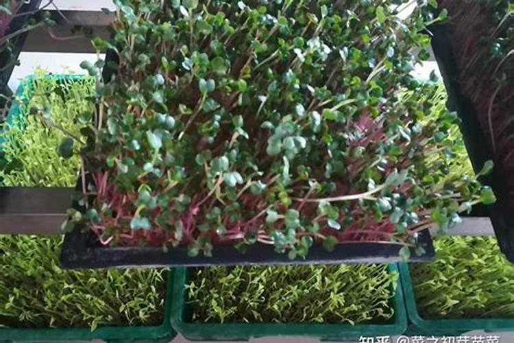 水稻硅锌肥什么时候用 使用注意事项