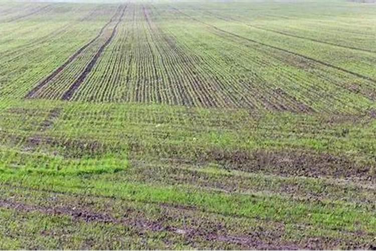 果树秋季施氮肥可以吗