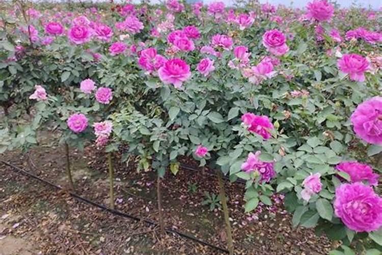 月季花这样施肥,开得更艳