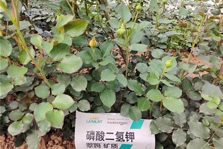 沙漠玫瑰如何掌握好这些施肥技巧