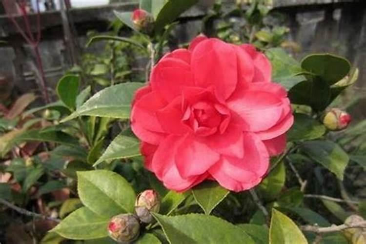 茶花掉花蕾长新叶怎么回事 氮肥过量或酸碱不适 茶花有花朵时候施肥行吗...