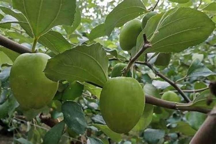 大青枣膨果期管理要点 大青枣应怎么施肥