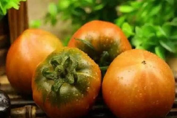 柿子树用什么肥料更好