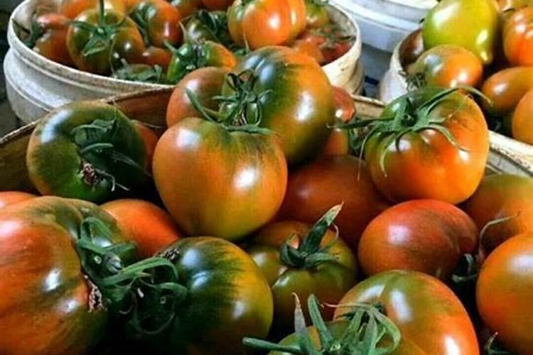 碱地柿子管理方法 这样做种出美味又健康的柿子