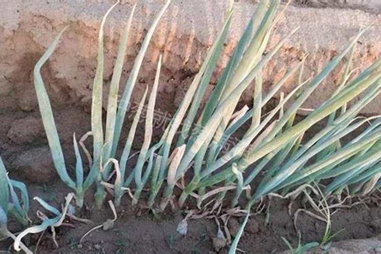 ...经常下雨突然出大太阳黄叶子是什么原因。怎么解决。