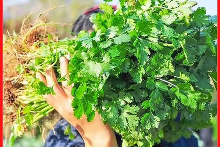 香芹的种植方法及技术要点
