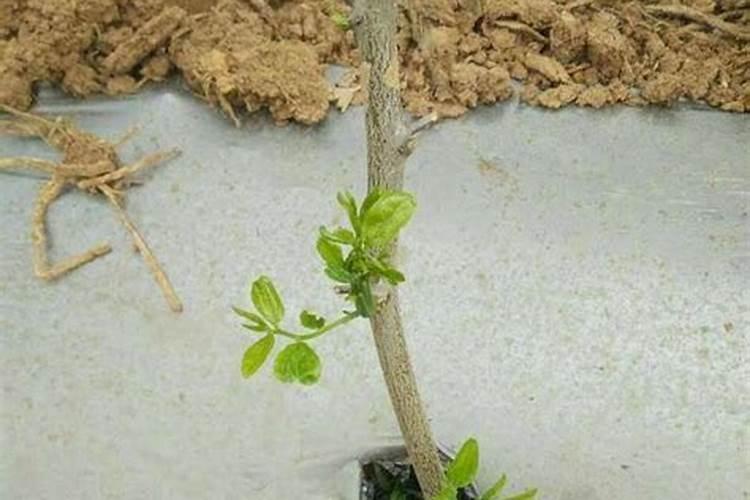 大家好我们这里的枣树结果很好,到成熟时枣就蔫了？是什么病