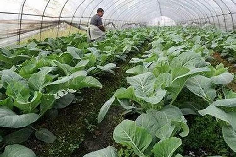 如何使蔬菜远离肥料污染