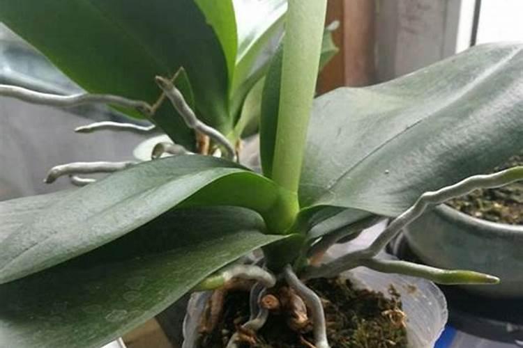 如何给蝴蝶兰施肥与浇水