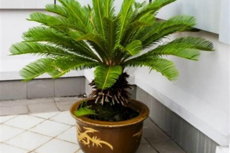 铁树什么时候应该换盆？