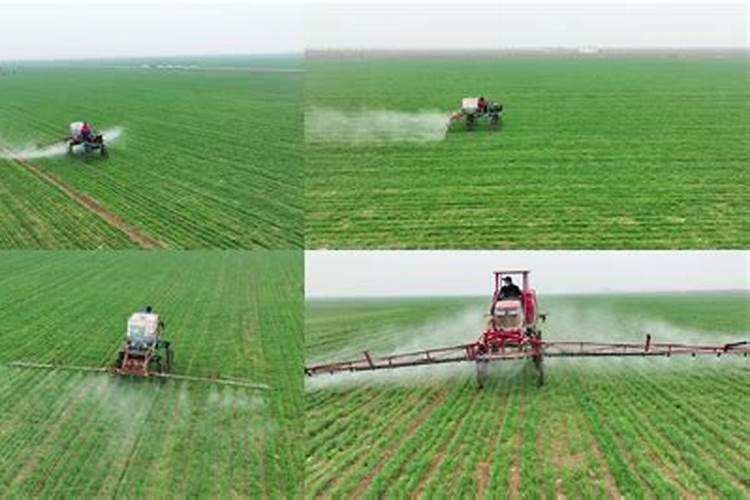 小麦越冬前要不要追肥？