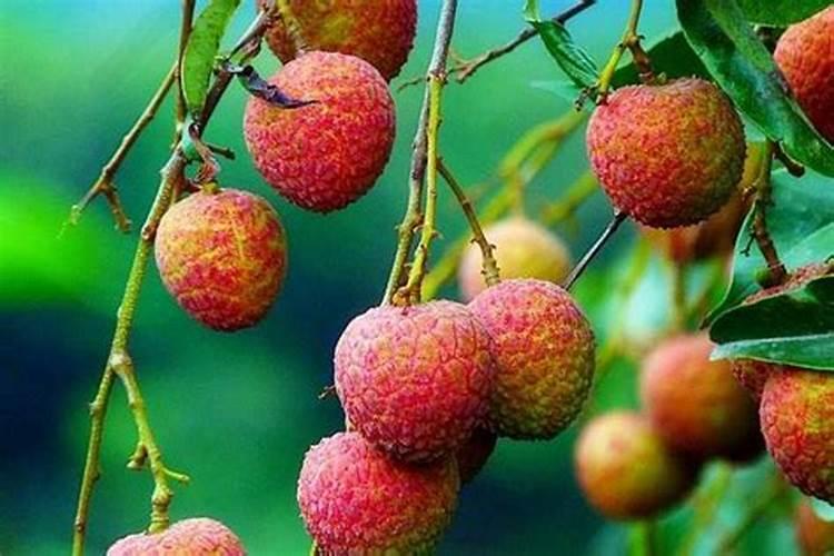 妃子笑荔枝11月嫩叶还没转绿如何处理？