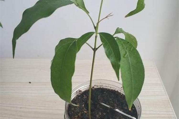 有什么叶面肥能使荔枝新梢老熟快