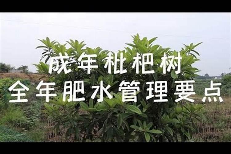 枇杷果树缺素的症状及其调节方法