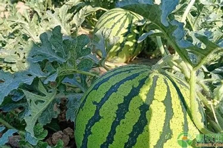 西瓜膨大期用什么复合肥好？西瓜结果期用什么冲施肥好？