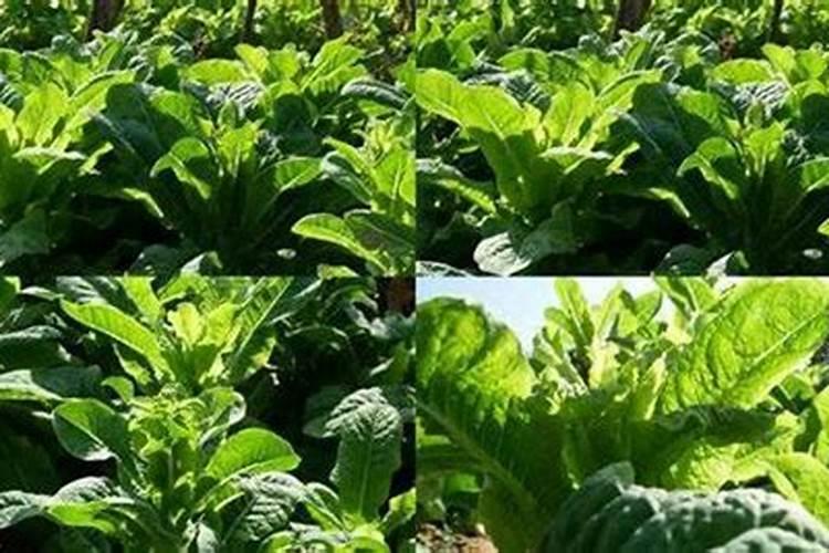 红糖叶面肥的绝密配方