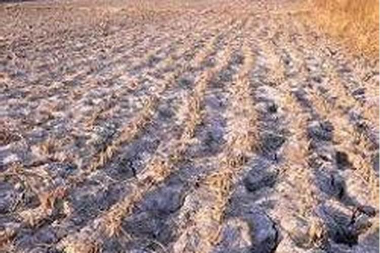 秋天大量使用磷钾肥养君子兰的危害