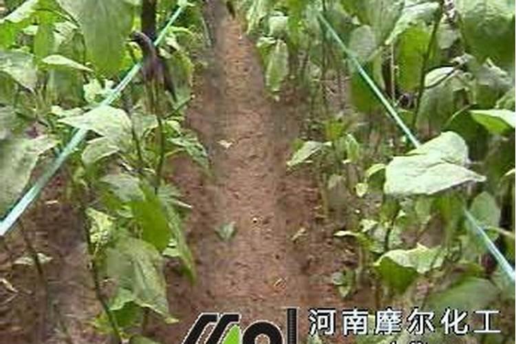茄子种植用什么肥料提高坐果率？茄子高产专用叶面肥哪里买？