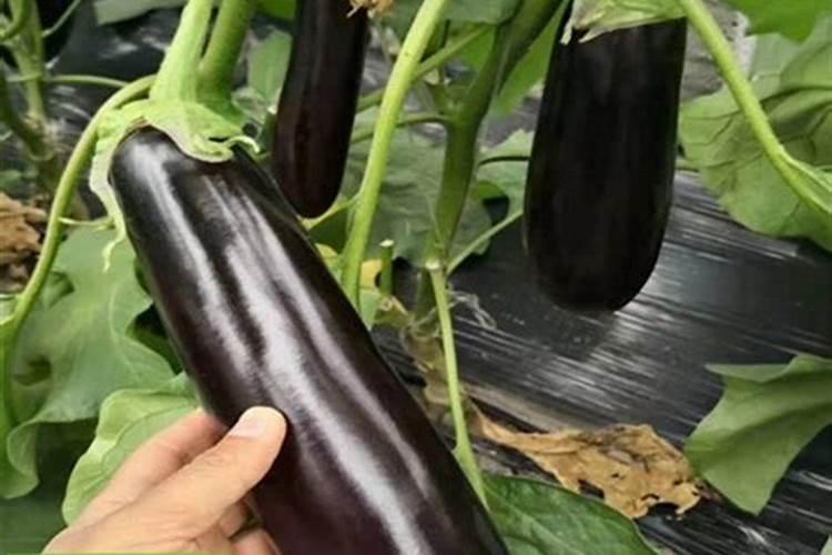 巧棵力生产厂家一直很神秘,和寿光志同道合肥业是一家吗？