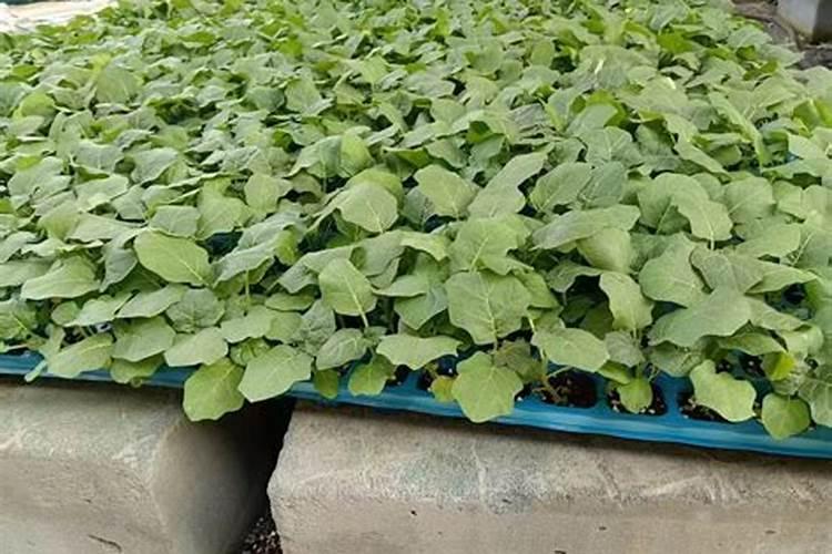 茄子种植什么时候好？叶面肥防病用什么好