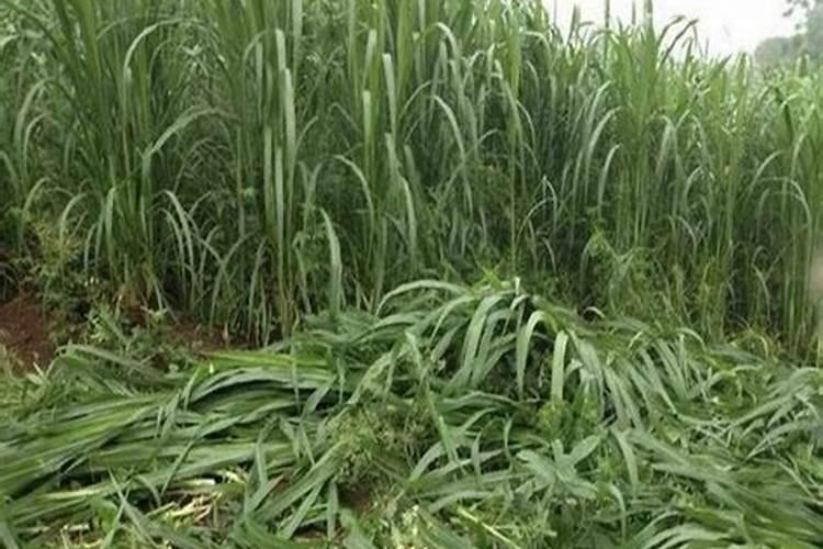 甜象草的栽培技术是怎样的？