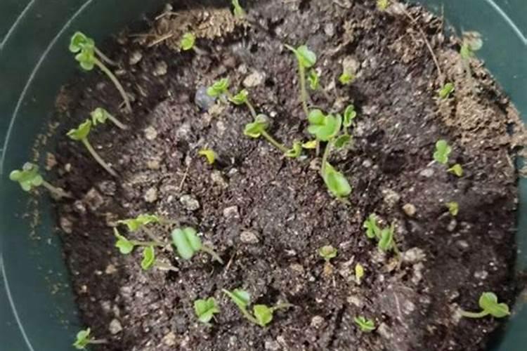 油菜叶面肥什么时间施最好花卉百科