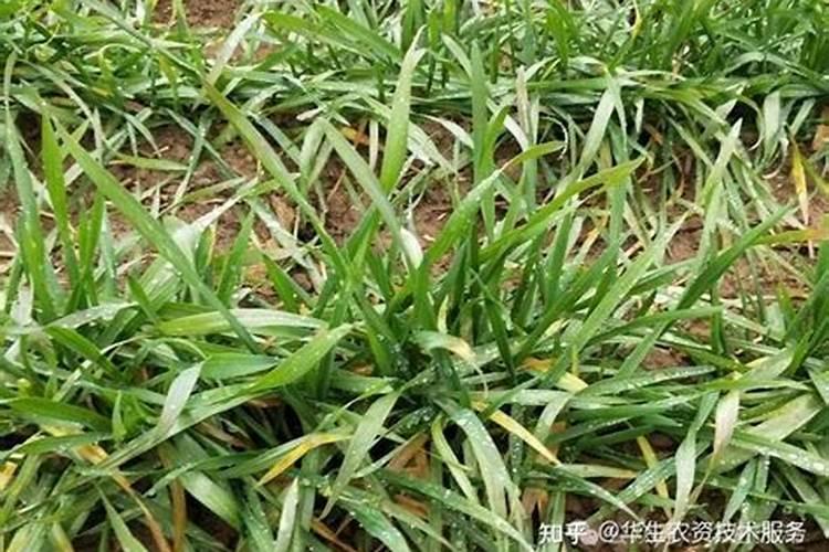 小麦控旺的最佳时期小麦控旺药打多了怎么办