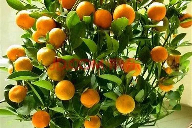 丑橘盆栽养殖方法